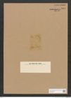Diatomeae indet. Zeichnungen Sammlung Grunow Nr. 5064 (NHMW-BOT-W0373331)